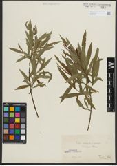 Foto von Salix purpurea L. x Salix viminalis L.